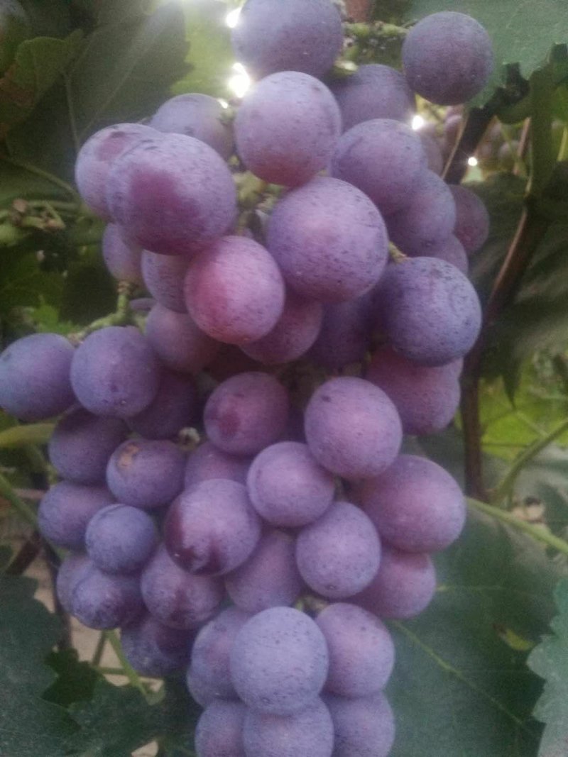 二茬巨峰葡萄实力代办。产地直发。一手货源。质量杠杠滴？