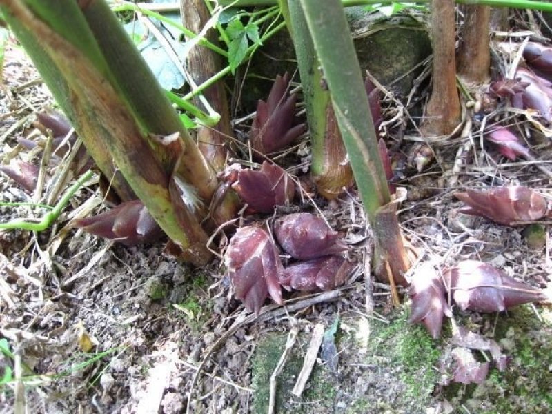 阳荷姜种根阳荷姜种苗阳荷姜种根洋荷姜种苗洋河种苗阳荷种根