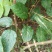 拐枣树苗，地经0.8以上，根系发达，无病虫害