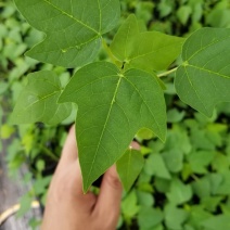 木瓜苗