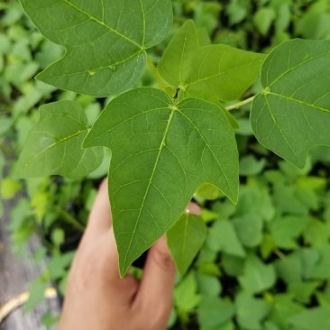 木瓜苗