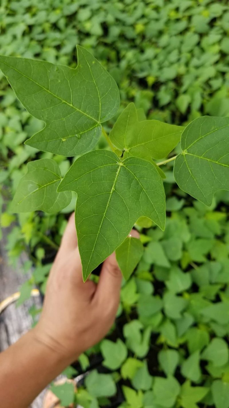 木瓜苗