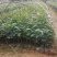 白花油茶苗