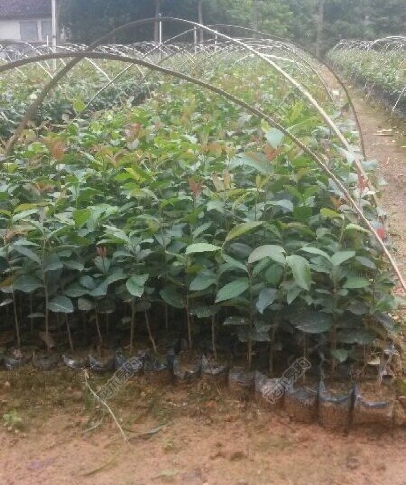 白花油茶苗