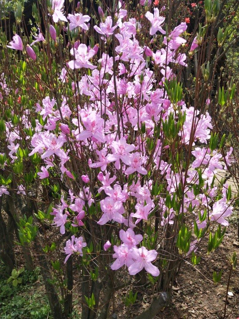 映山红，金弹子，马宁光，