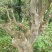 映山红，金弹子，马宁光，
