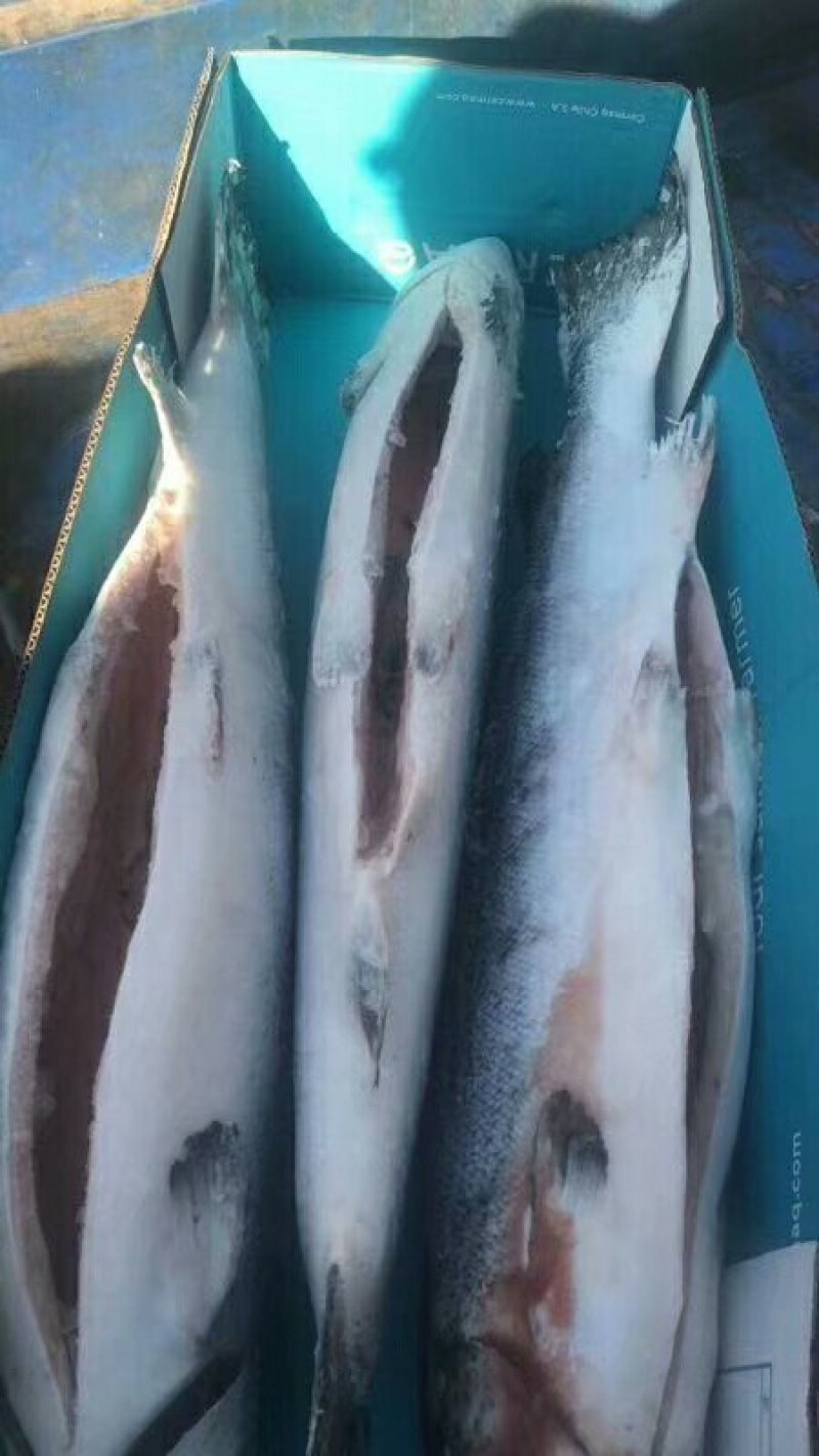 三文鱼，块，整条。都有货，厂家直接供应，质量保证，价格优