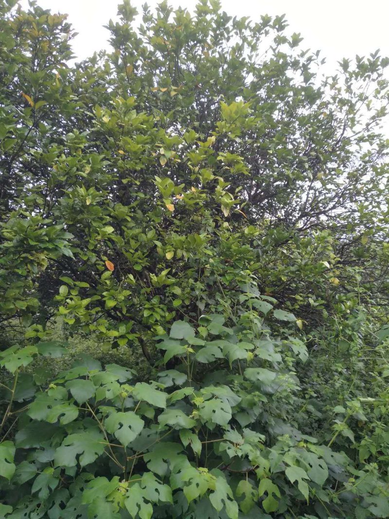 柚子树