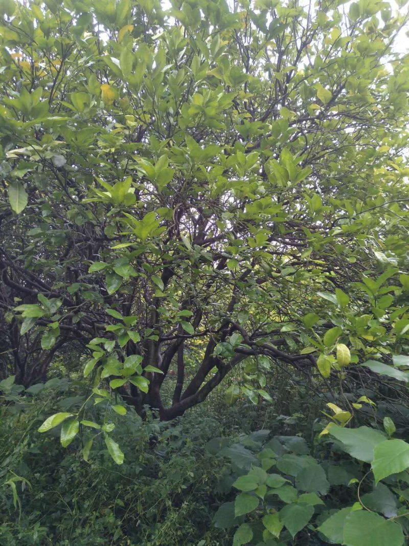 柚子树