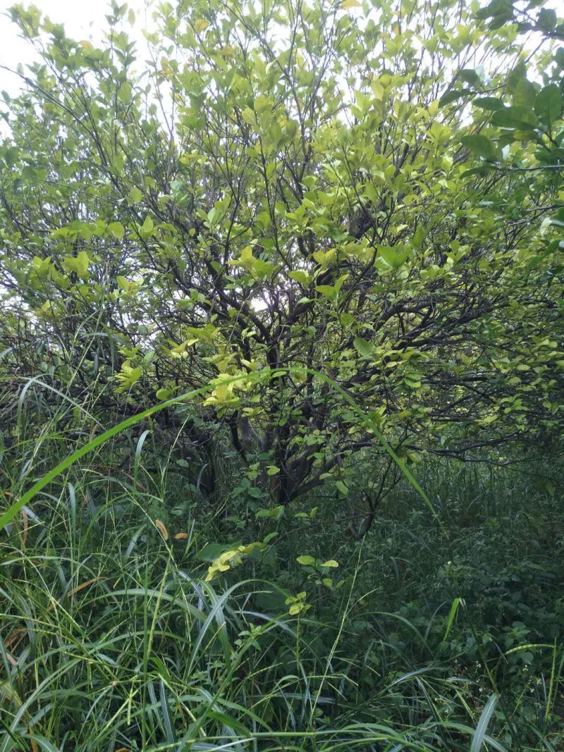 柚子树