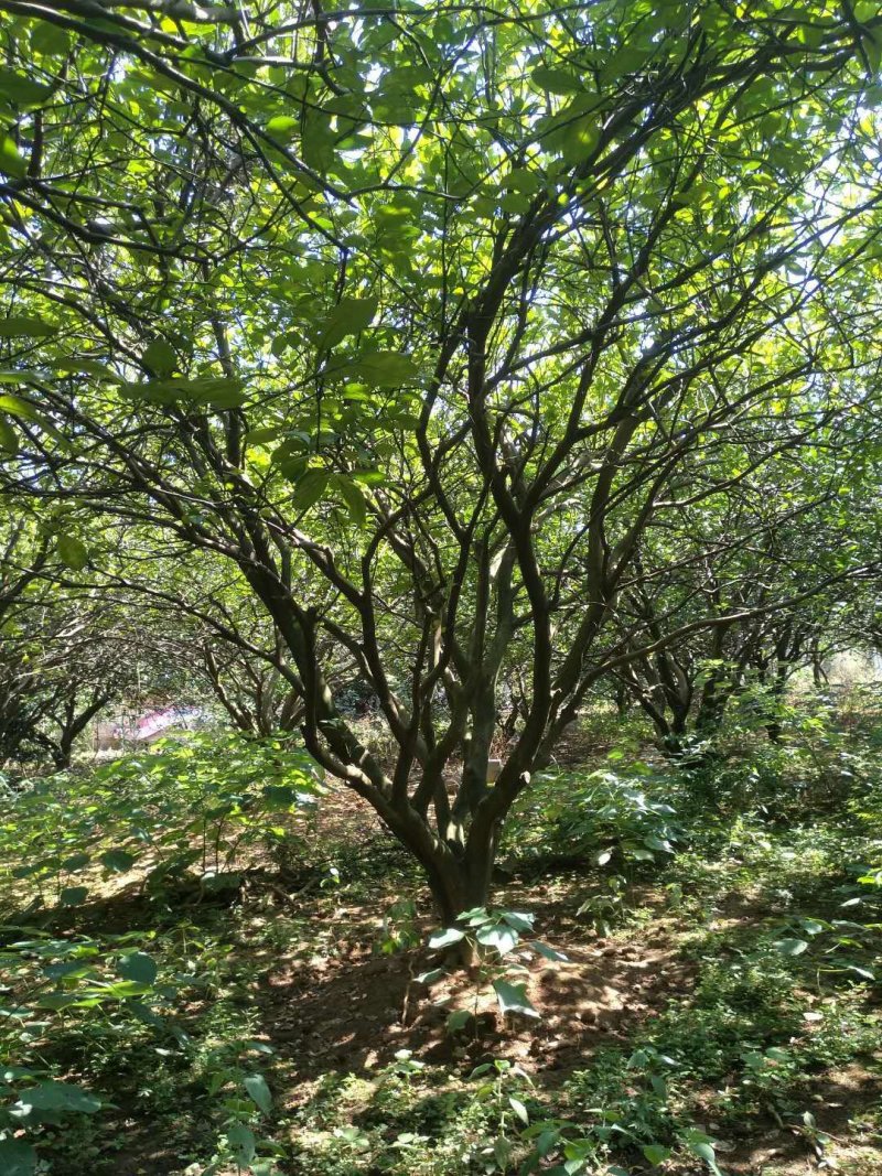 柚子树