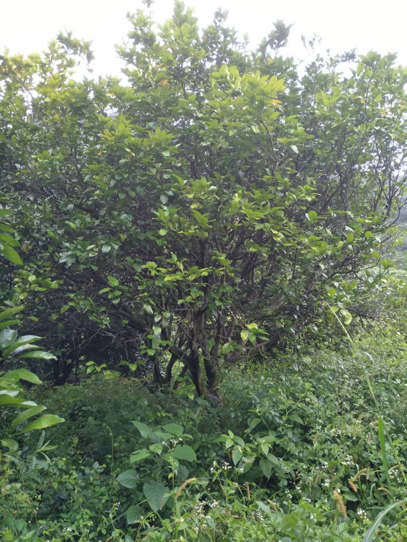 柚子树