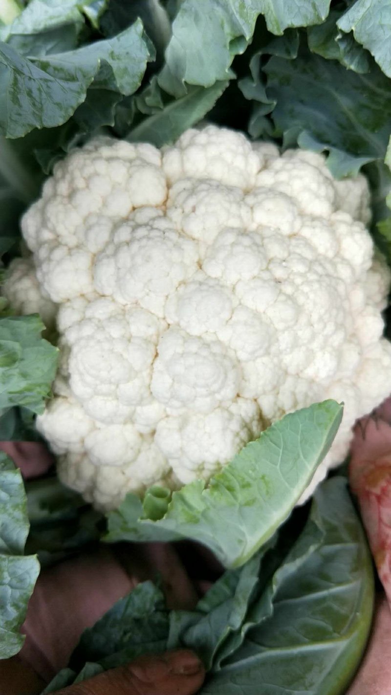 菜花