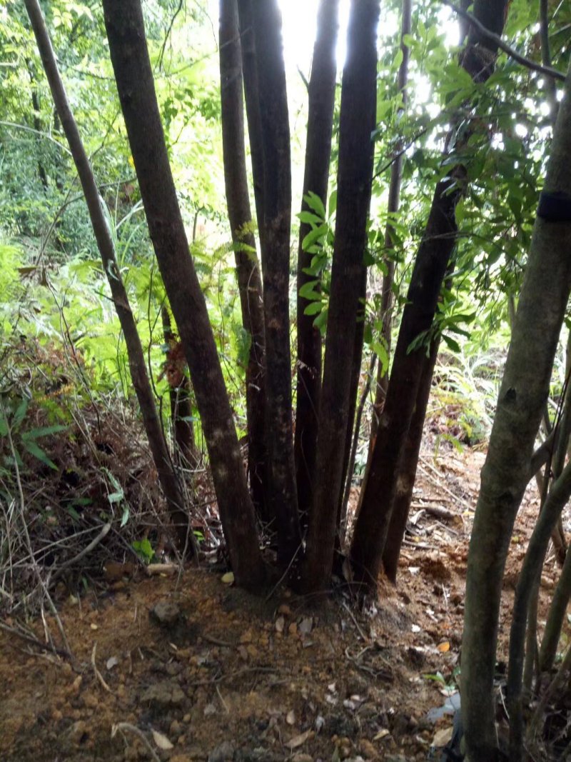 枞生杨梅