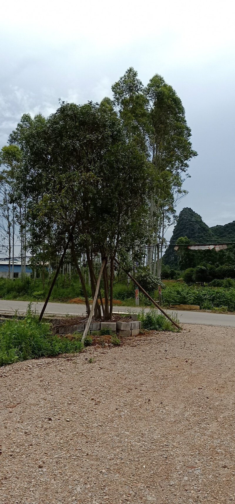 枞生杨梅