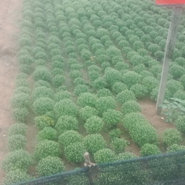 国庆菊
