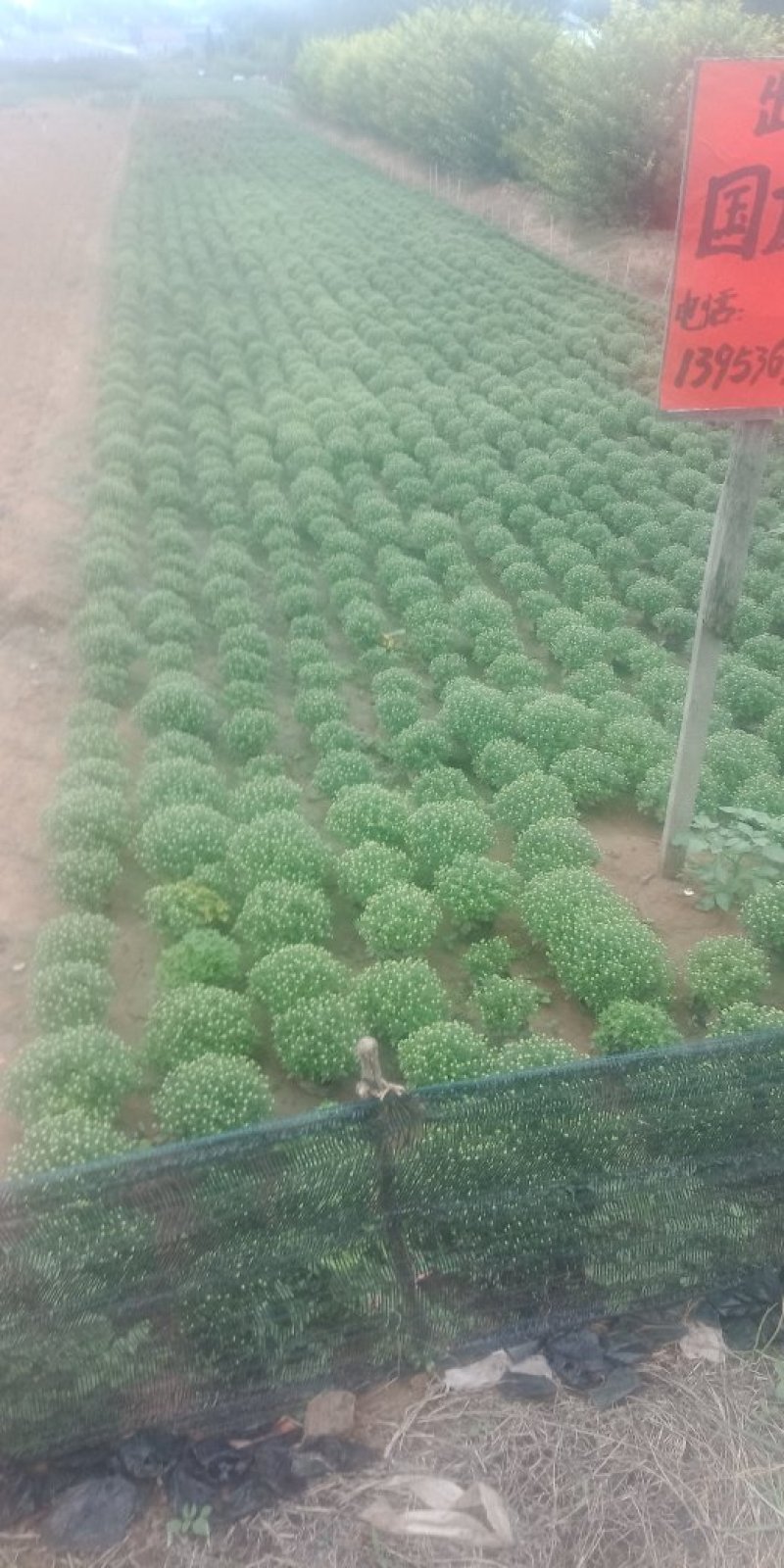 国庆菊