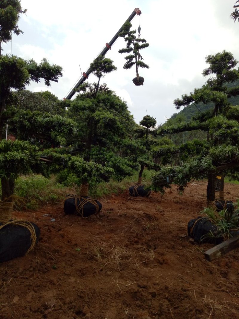 造型罗汉松