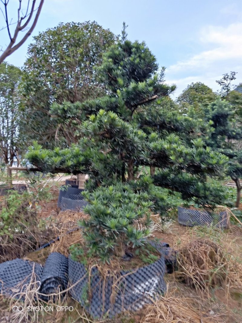 造型罗汉松