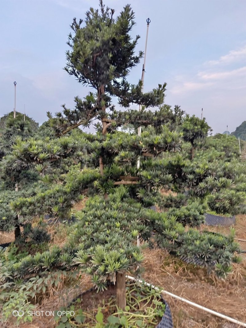 造型罗汉松