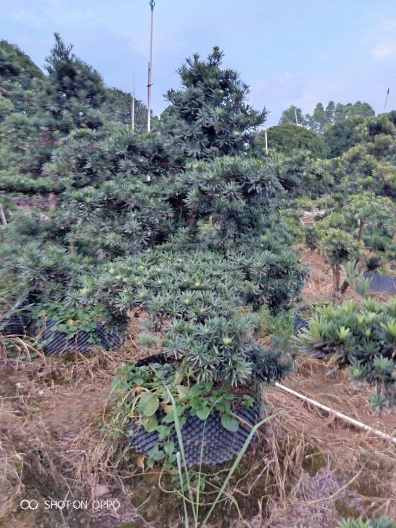 造型罗汉松