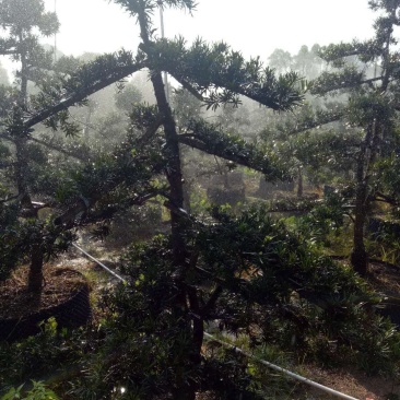 造型罗汉松