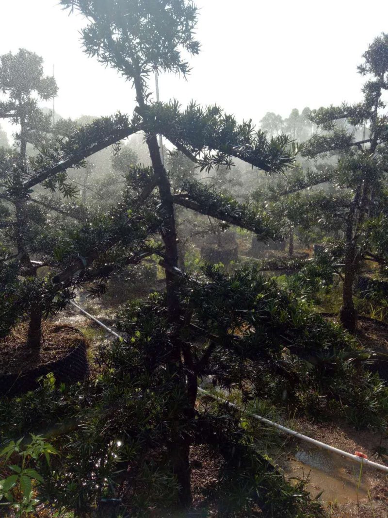 造型罗汉松