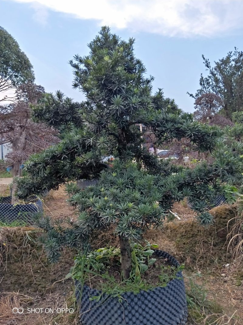 造型罗汉松