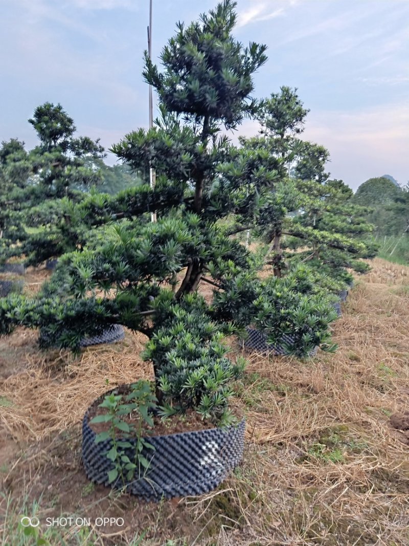 造型罗汉松