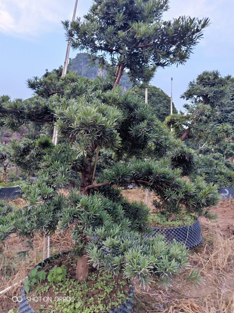 造型罗汉松