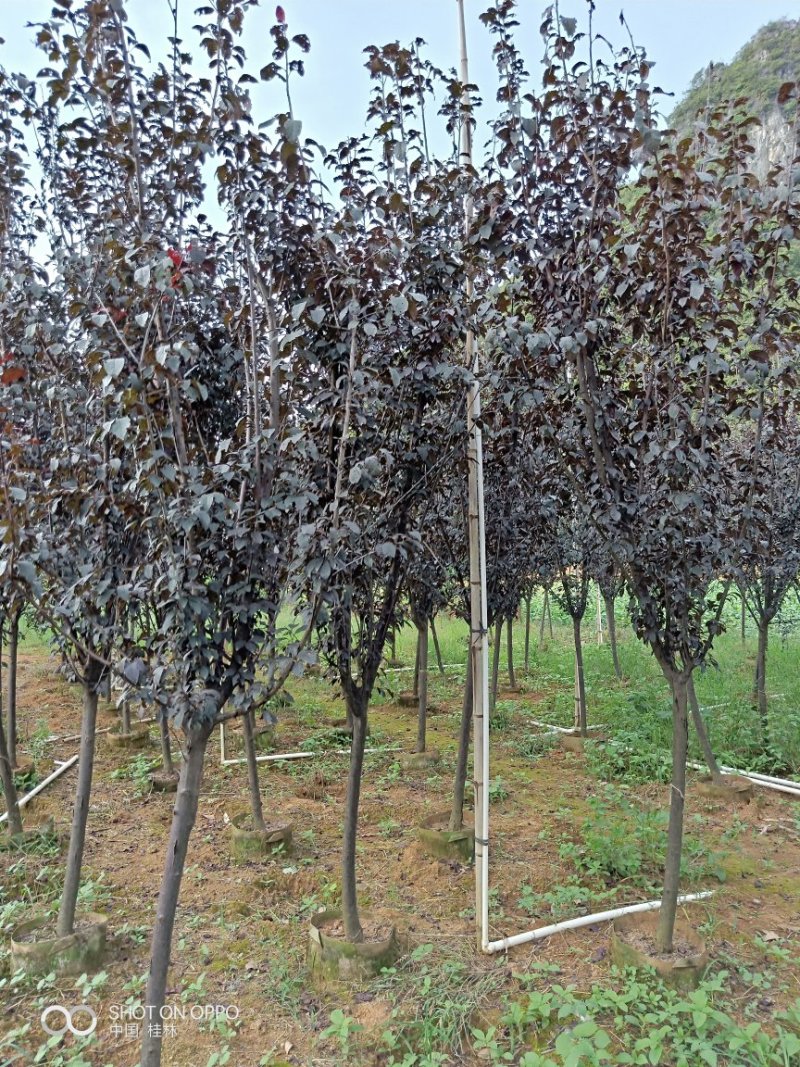 紫叶李