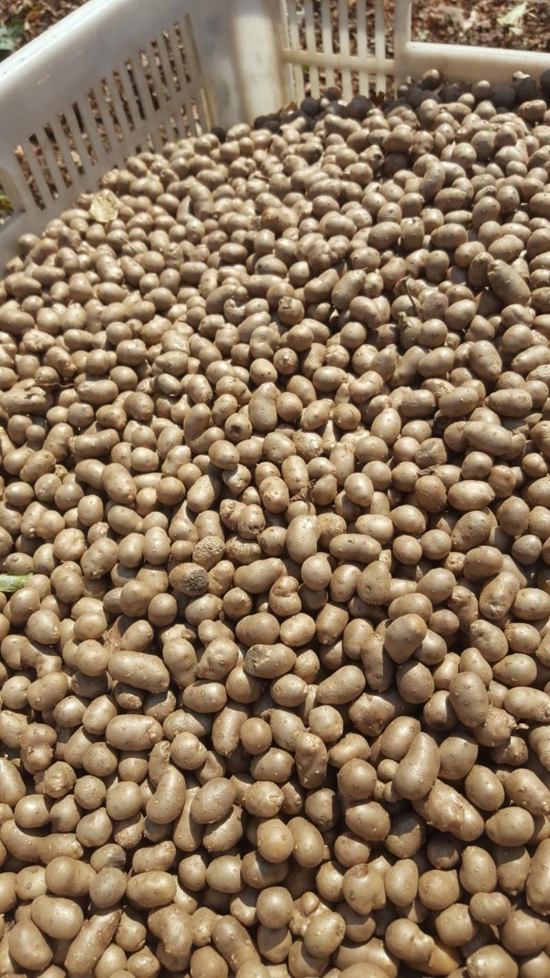 大量批发零售各种规格串糖葫芦用优质白玉山药豆