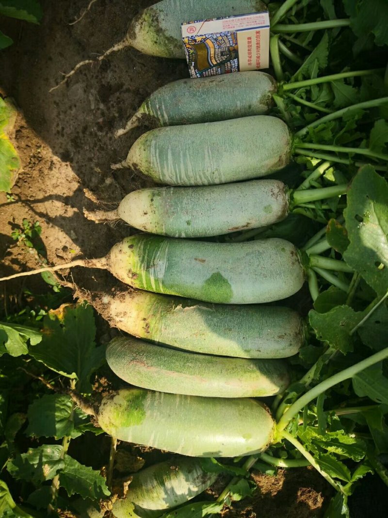 平度水果萝卜产销，口感脆，