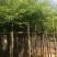 香樟