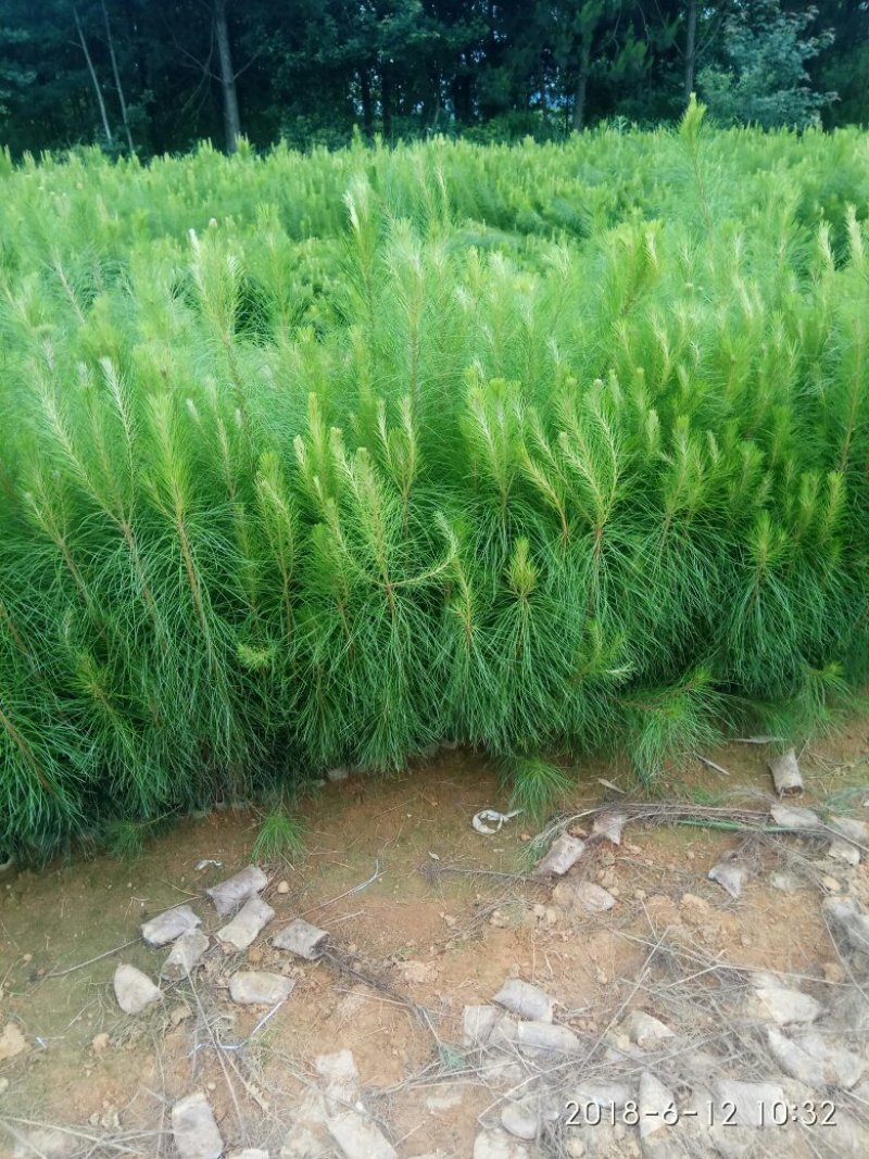 杉树苗木荷苗湿地松苗油茶苗出售