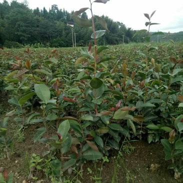 杉树苗木荷苗湿地松苗油茶苗出售