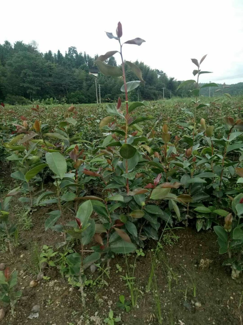 杉树苗木荷苗湿地松苗油茶苗出售