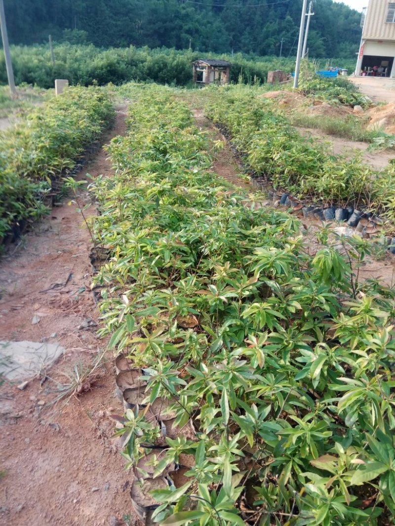 杉树苗木荷苗湿地松苗油茶苗出售