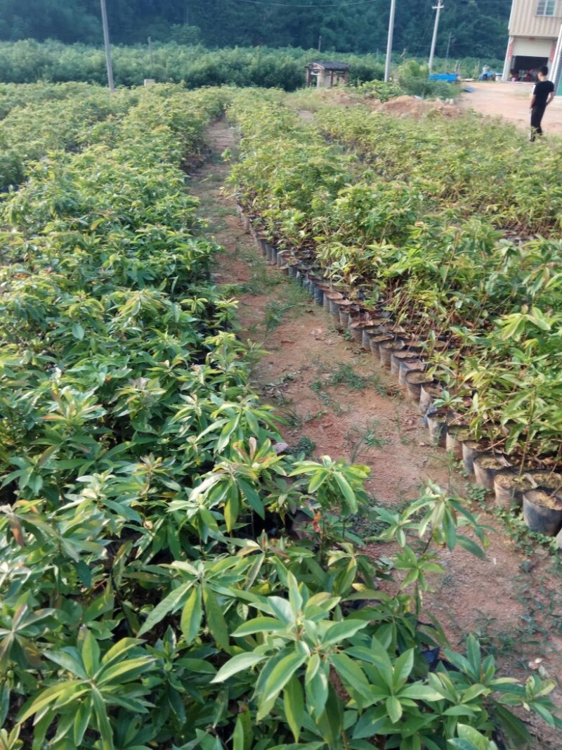 杉树苗木荷苗湿地松苗油茶苗出售
