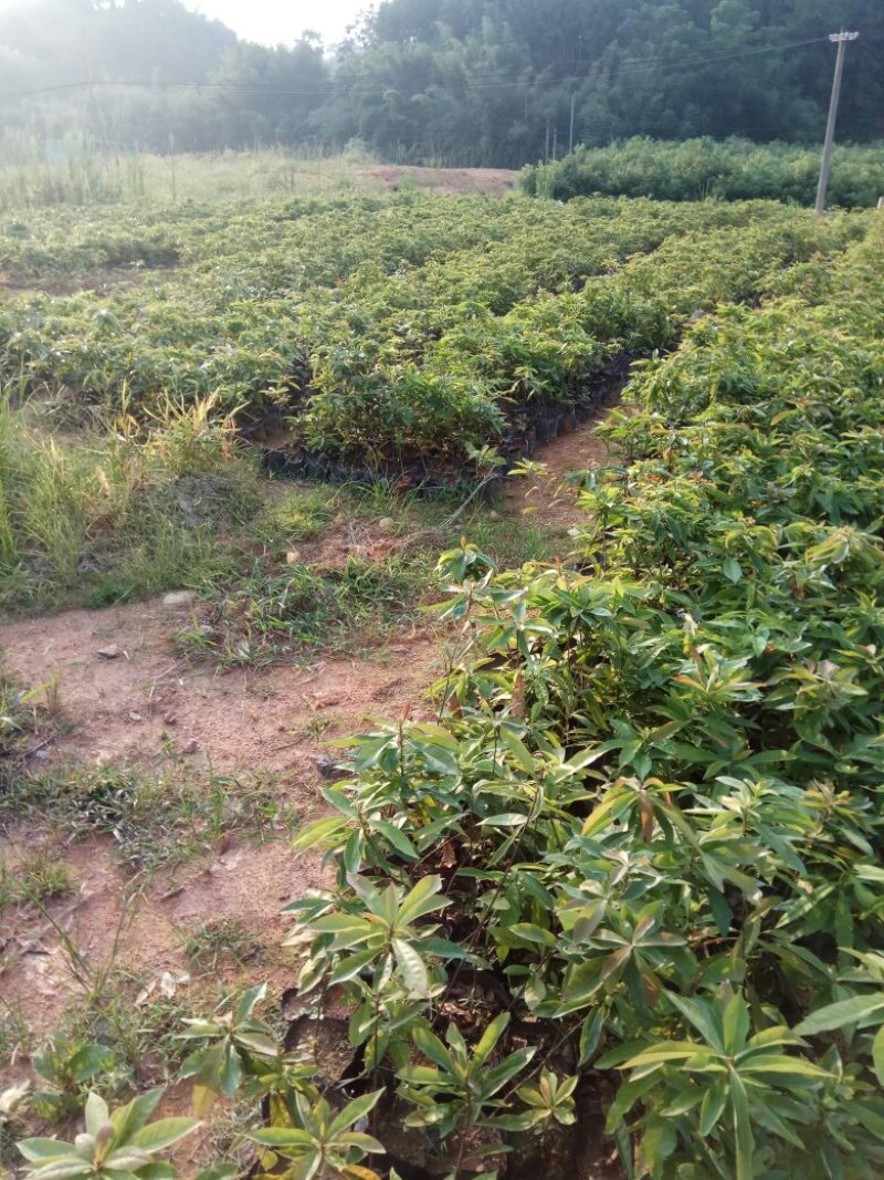 杉树苗木荷苗湿地松苗油茶苗出售