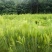 杉树苗木荷苗湿地松苗油茶苗出售