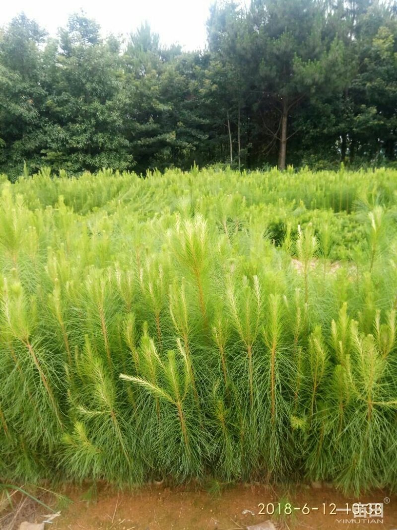 杉树苗木荷苗湿地松苗油茶苗出售