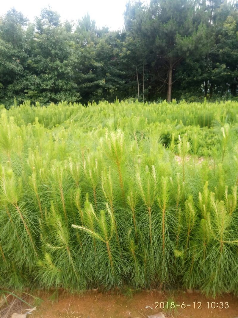 杉树苗木荷苗湿地松苗油茶苗出售
