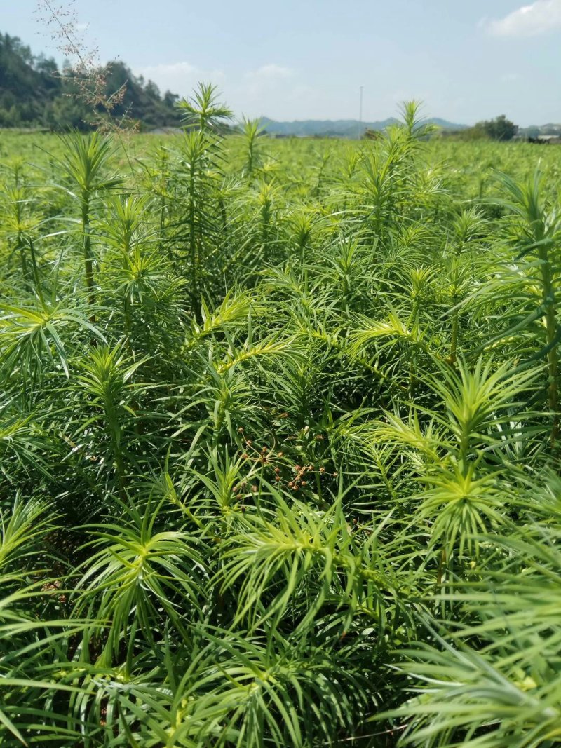 杉树苗木荷苗湿地松苗油茶苗出售
