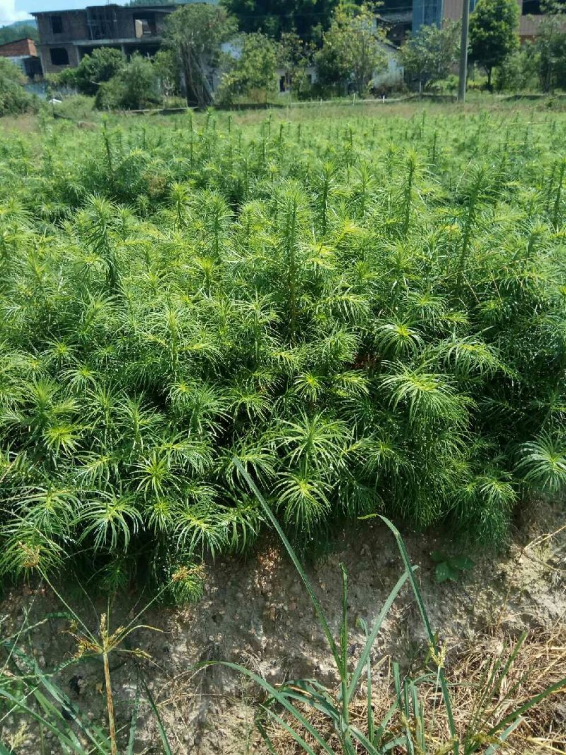 杉树苗木荷苗湿地松苗油茶苗出售