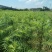 杉树苗木荷苗湿地松苗油茶苗出售