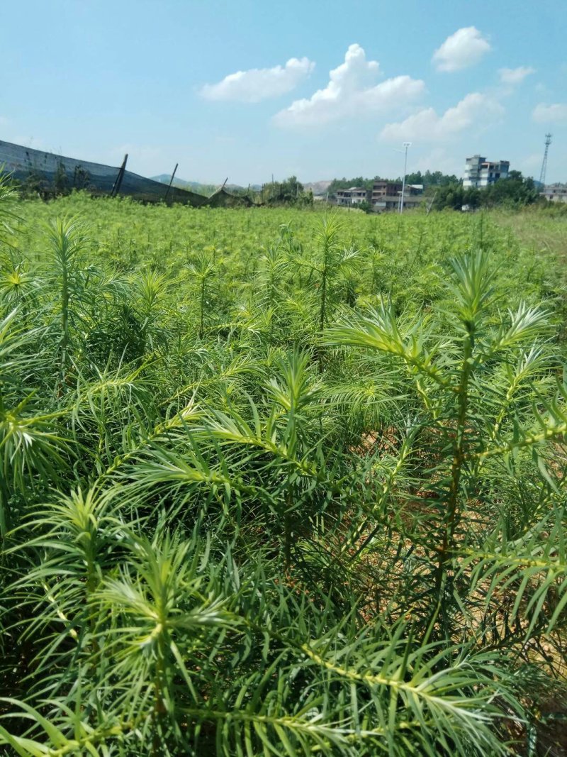 杉树苗木荷苗湿地松苗油茶苗出售