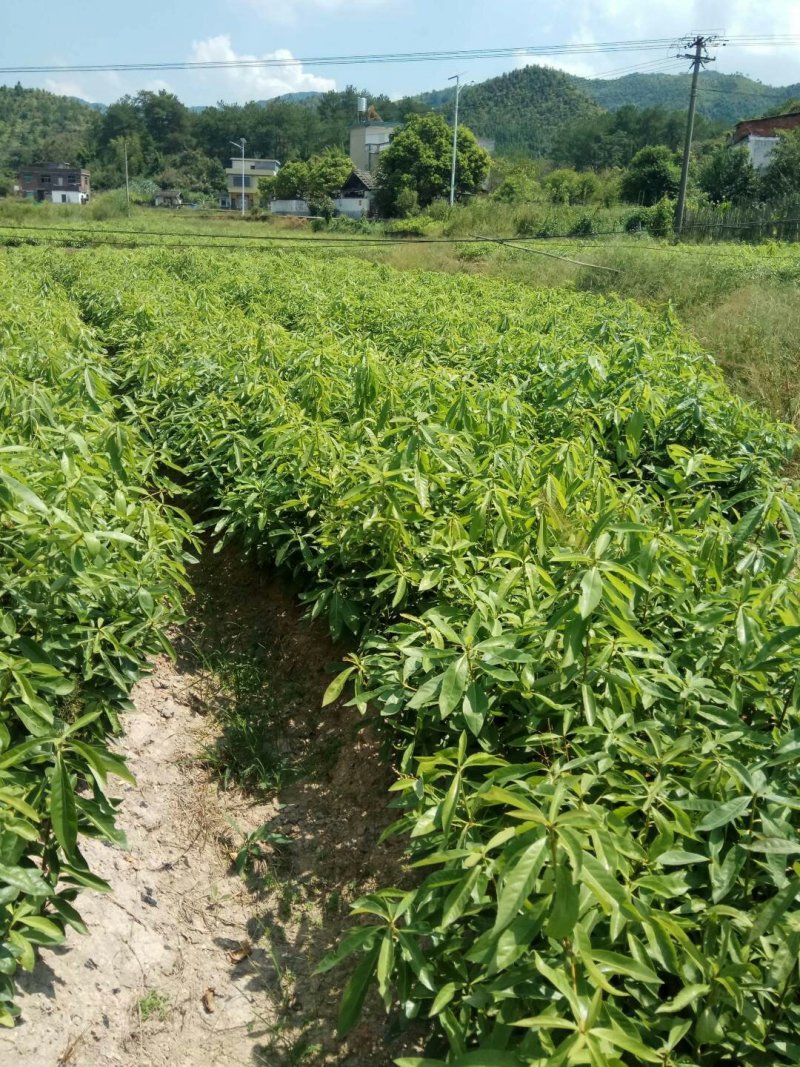 杉树苗木荷苗湿地松苗油茶苗出售