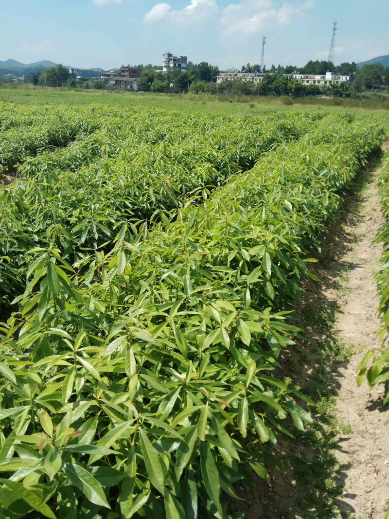 杉树苗木荷苗湿地松苗油茶苗出售