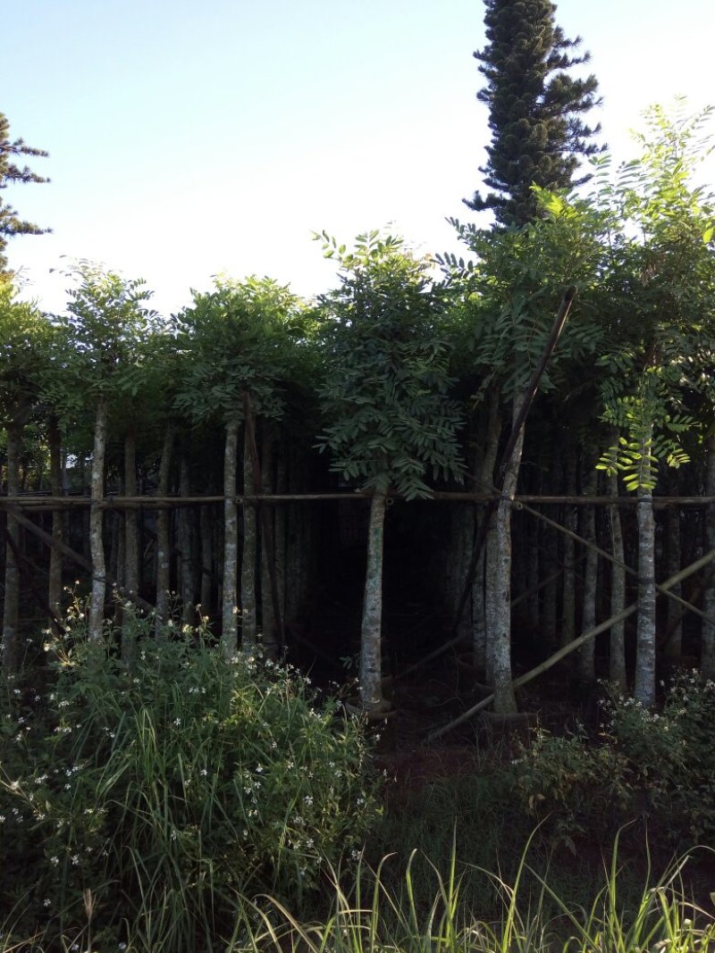 针葵，紫檀，桃花心
